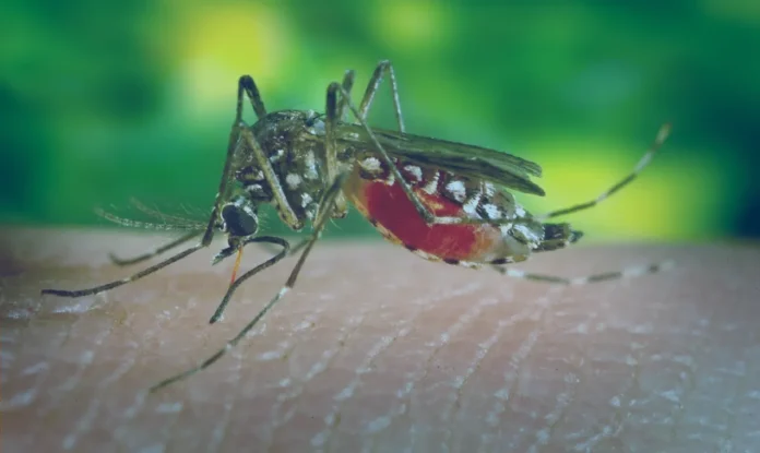 Avanços na Vacinação contra a Dengue: Desafios e Esperanças para o Combate à Doença