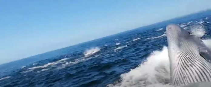 Jovem Engolido por Baleia Conta Como Foi o Susto: 