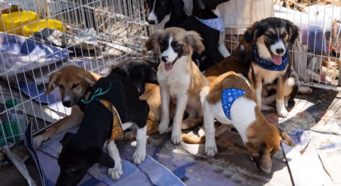 Campanha de Adoção de Animais Encontra Lares para 50 Pets